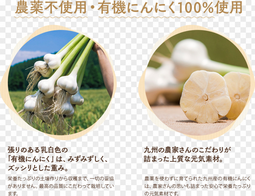 Garlic Kenkoukazoku Dietary Supplement Functional Food Yolk PNG