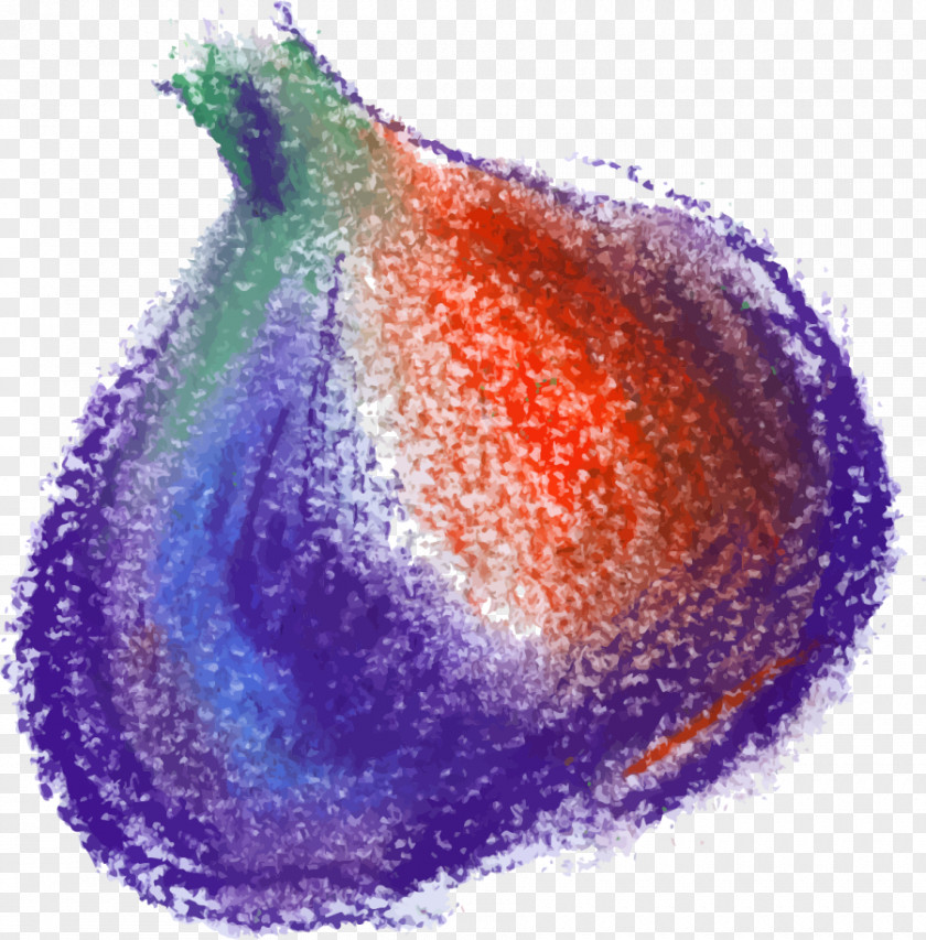 Hand Painted Colorful Onion Google Images Purple Vegetable PNG