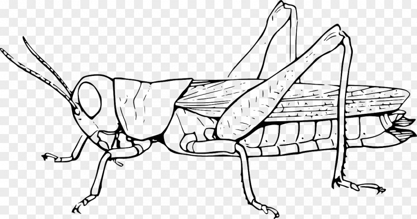 Insect The Ant And Grasshopper Locust Clip Art PNG