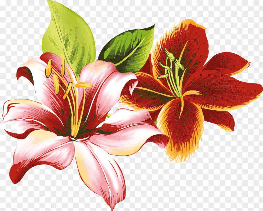 Lily Hemerocallis Fulva Flower Lilium Clip Art PNG