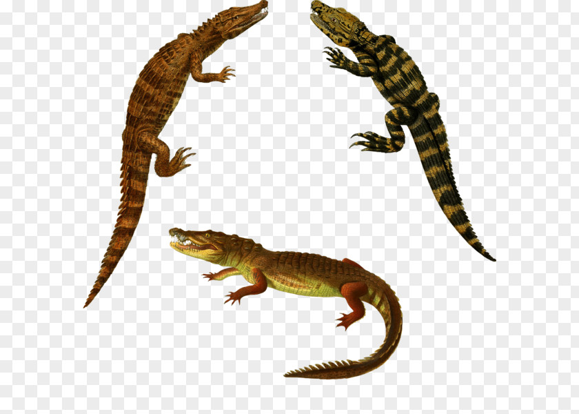 Reptile Crocodiles Alligator PNG