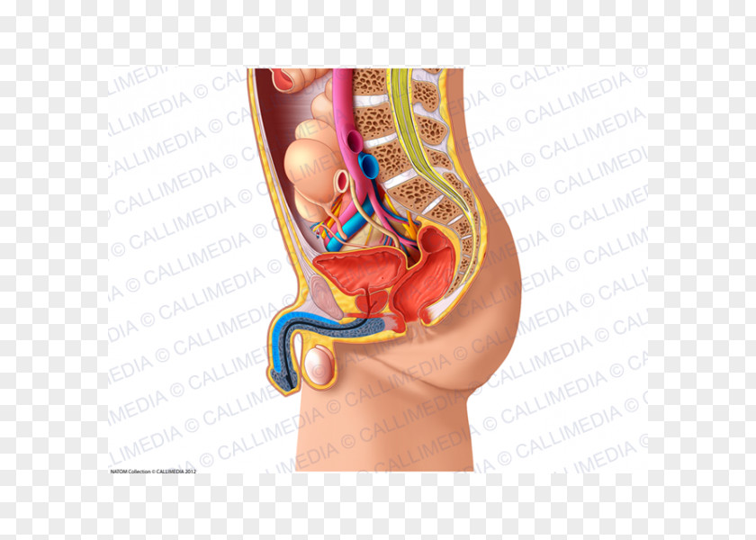 Woman Pelvis Human Anatomy Abdomen Physiology PNG