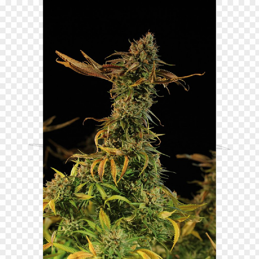 Blueberry Bush Golden Harvest Cannabis Sativa Plant Seed Bank PNG