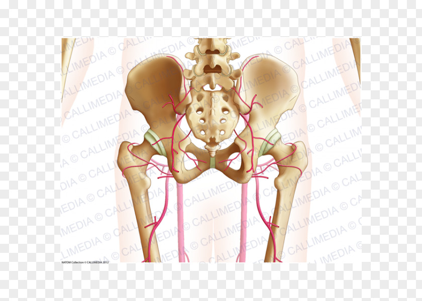 Pelvic Hip Muscle Shoulder Human Anatomy Muscular System PNG