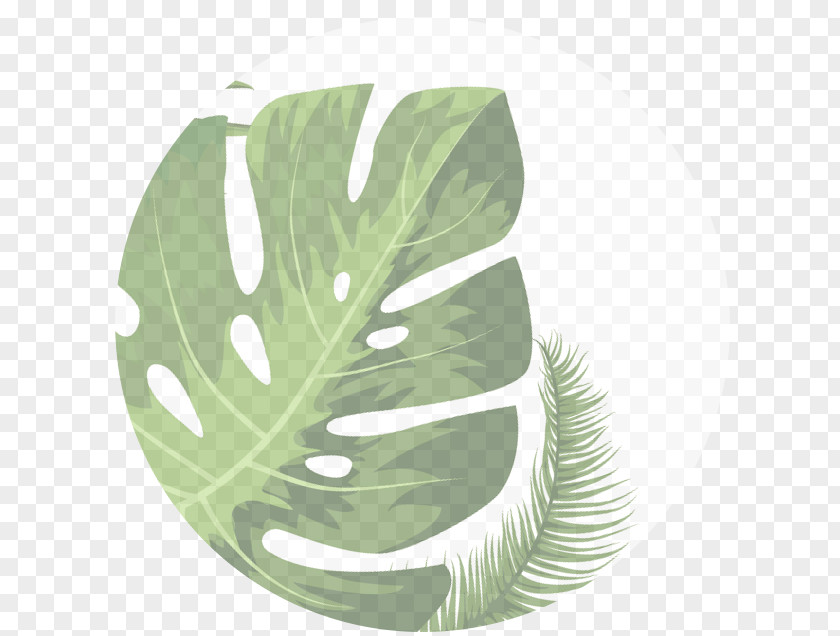 Plant Houseplant Swiss Cheese Potting Soil Devil's Ivy PNG