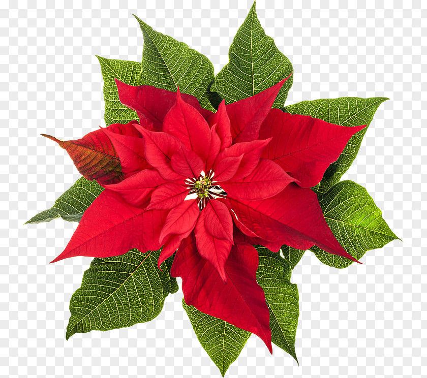 Poinsettia Stock Photography Christmas Plants Flower PNG