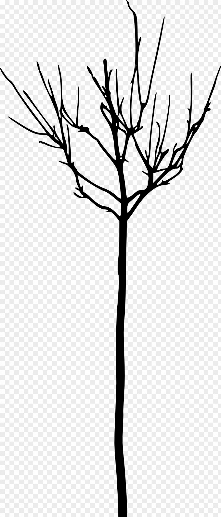 Tree Branch Woody Plant Clip Art PNG