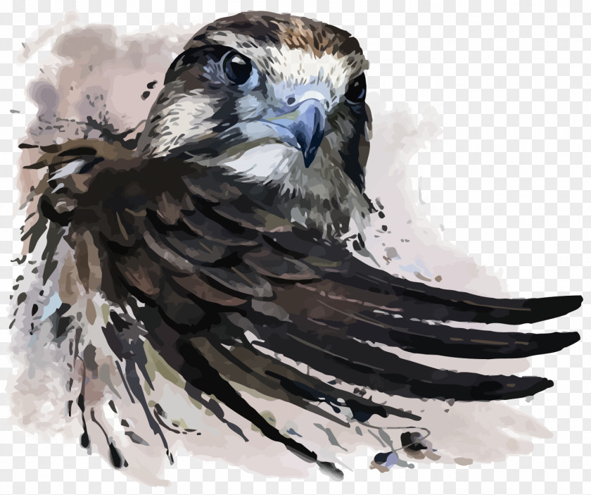 Vector Eagle Watercolor Painting Falcon Illustration PNG