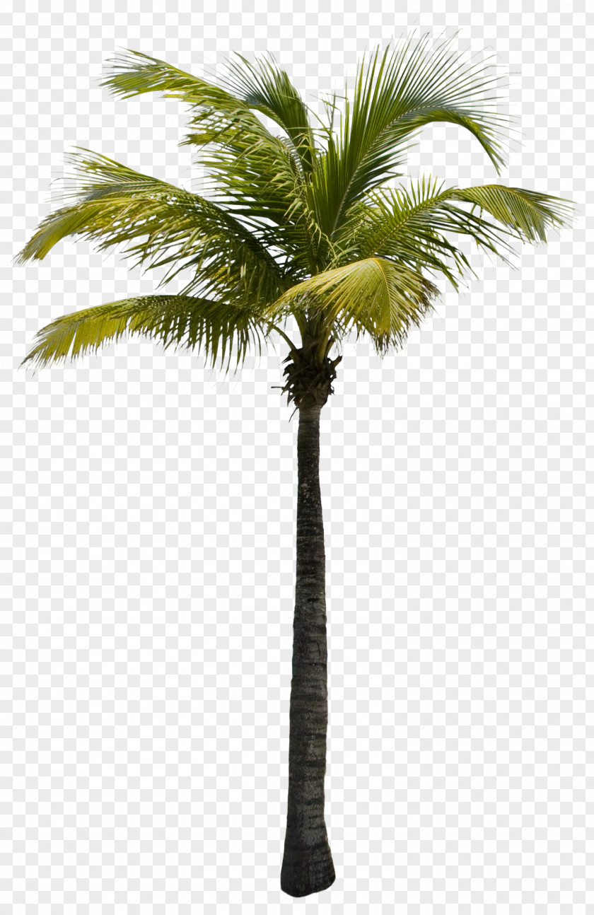 View Tree PNG