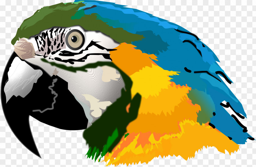 Wildlife Parakeet Bird Parrot PNG