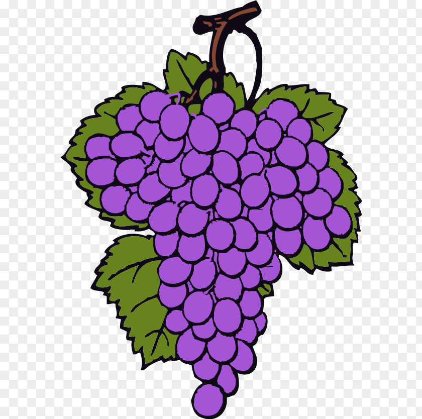 Grapes Images Wine Common Grape Vine Grappa Brandy Clip Art PNG