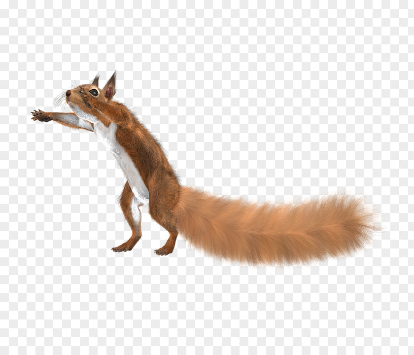 Squirrel Red Fox Fur Clothing PNG