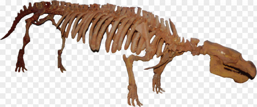 Tyrannosaurus Dugongidae Pezosiren Eocene PNG