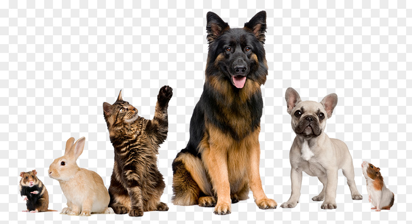 Vet Clinic Cat Veterinarian Pet Animal Border Collie PNG