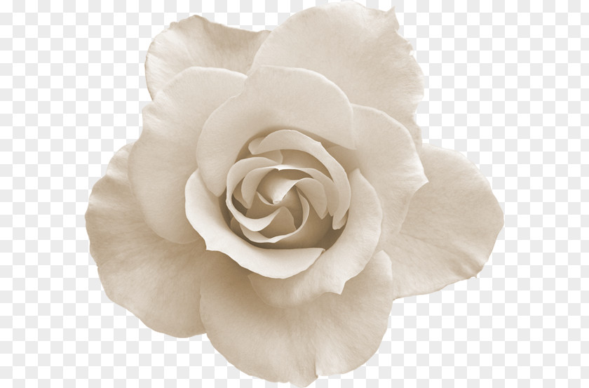 White Rose Flower PNG