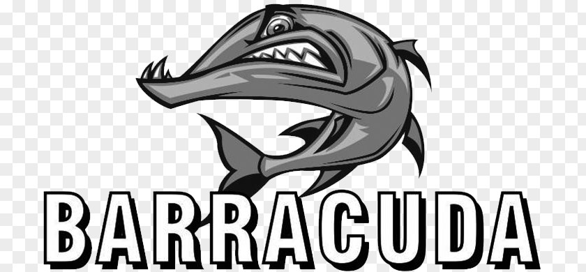 Barracuda Fish Drawing PNG