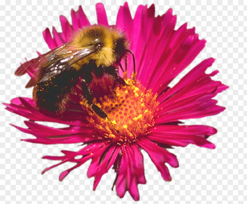 Camomile Honey Bee Insect Pollinator Plant PNG