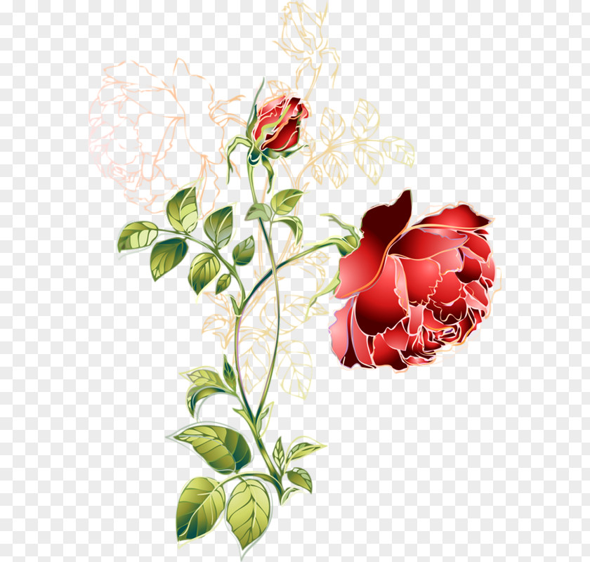Flower Drawing key Garden Roses Cabbage Rose PNG