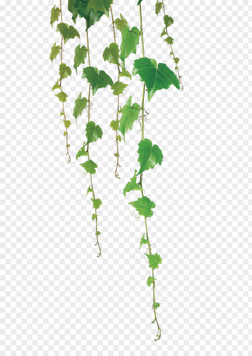 Green Leaf Vine PNG leaf vine clipart PNG