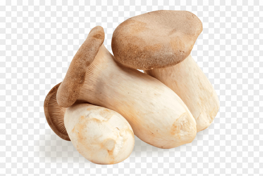 Mushrooms Pleurotus Eryngii Edible Mushroom Oyster Fungus PNG