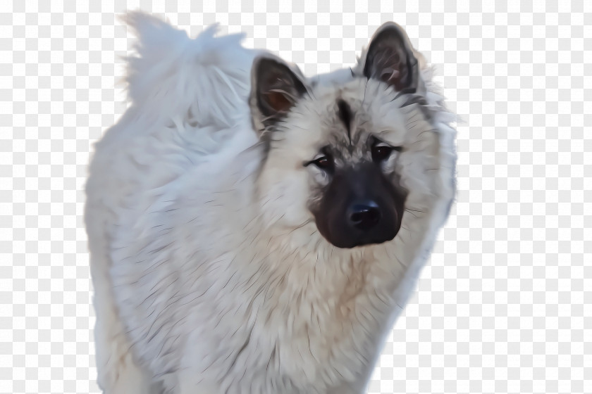 Rare Breed Dog Norwegian Elkhound Eurasier Keeshond (dog) PNG