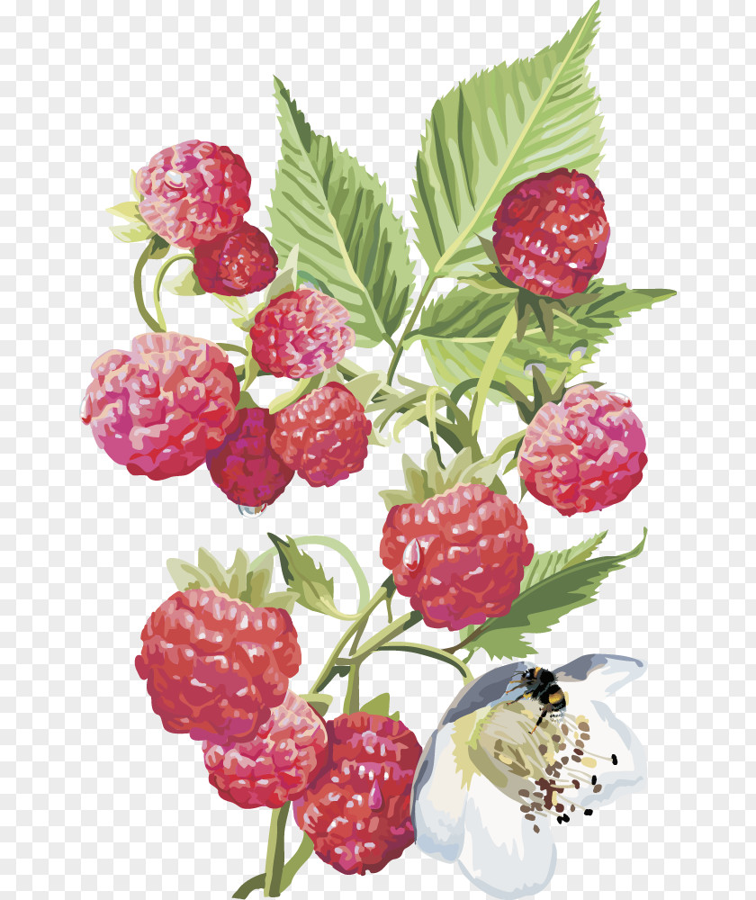 Vector Raspberry Frutti Di Bosco Red Rosales Shrub PNG