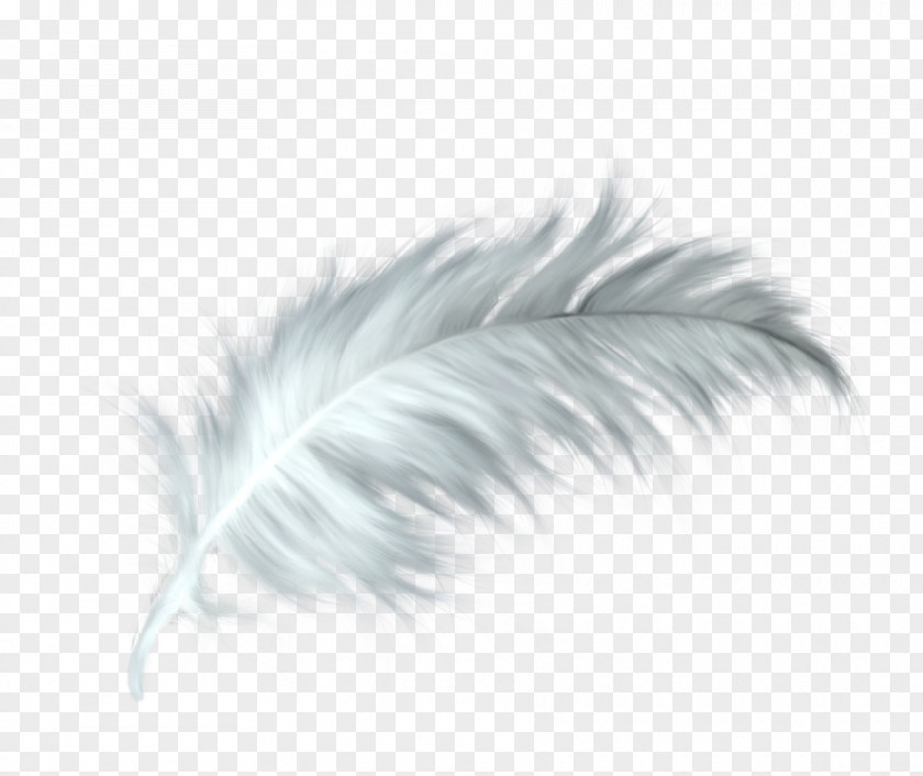 White Feather Healing Quill Paris PNG