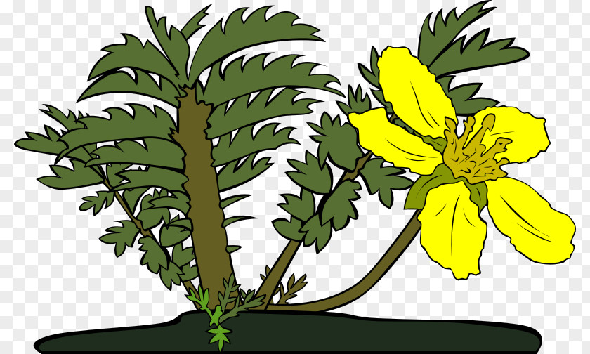 Wild Flowers Drawing Clip Art PNG