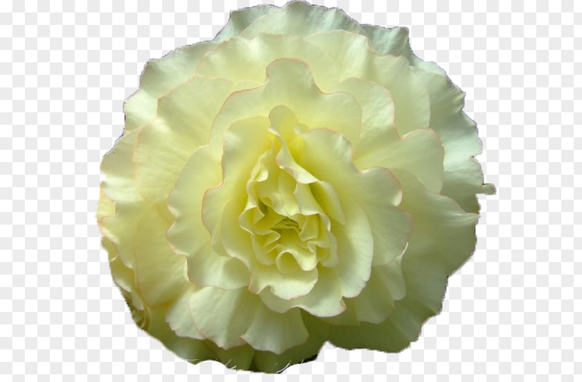 Begonia Ribbon Cabbage Rose Yellow Cut Flowers Peony PNG