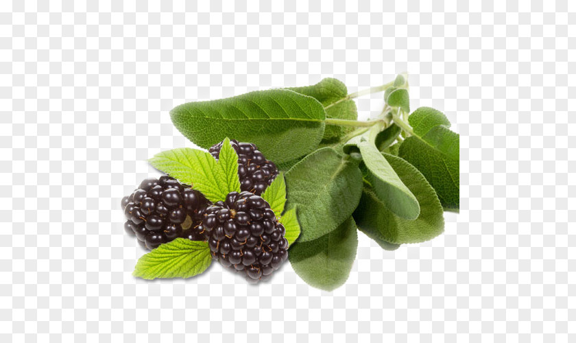 Blackberry Juice Common Sage Chameleon Plant Stock Photography Food Herb PNG