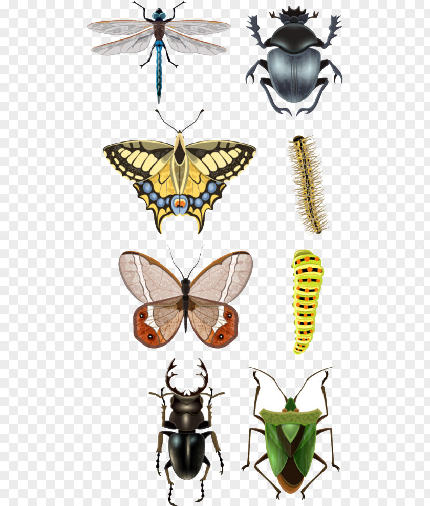 Cartoon Insects Beetle Vecteur Illustration PNG