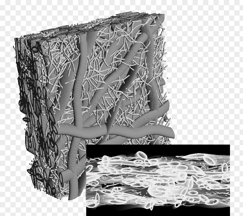 Cellulose Fiber Math2Market GmbH King Abdullah University Of Science And Technology Structure Pattern Membrane PNG