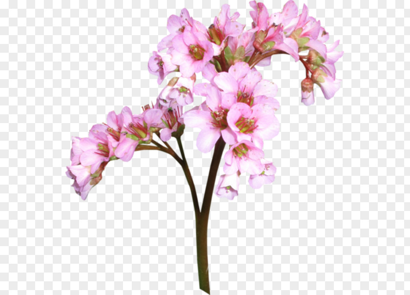 Flower Moth Orchids Cut Flowers Floral Design Alstroemeriaceae PNG