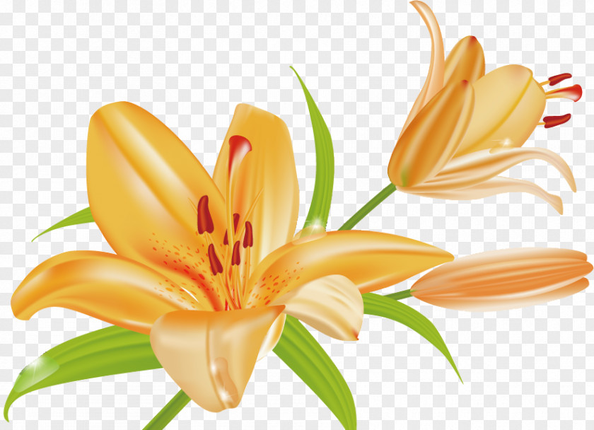 Flower Orange Lily Tiger Arum-lily PNG