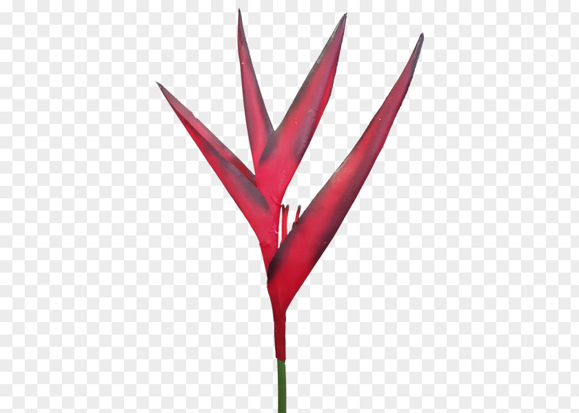 Leaf Flowering Plant Stem Plants PNG