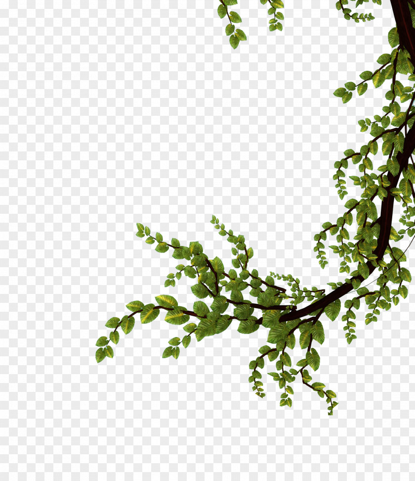 Nature Tree Branch Leaf Plant Flower PNG