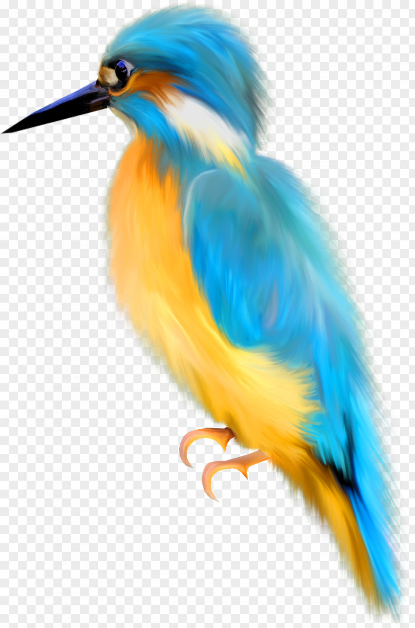 Photo Bird Watercolor Painting Drawing Clip Art PNG