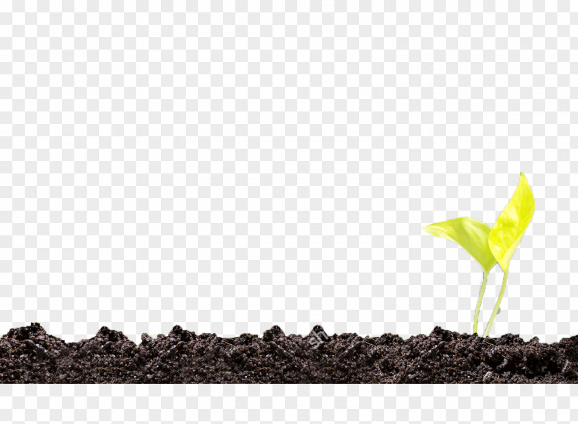 Soil Plant Green PNG