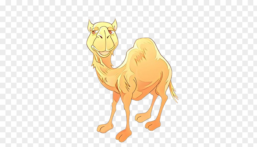 Bactrian Camel Dromedary Clip Art Image PNG