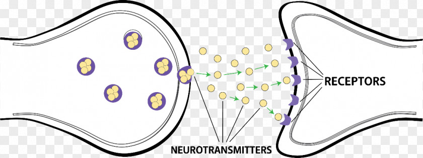 Brain Cells Attention Deficit Hyperactivity Disorder Impulsivity Government Budget Balance PNG