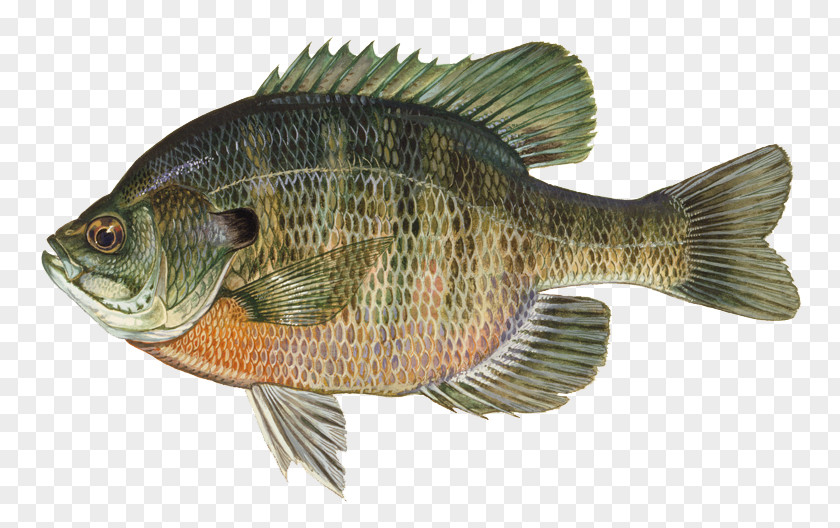 Fishing Largemouth Bass Redeye Freshwater Fish PNG