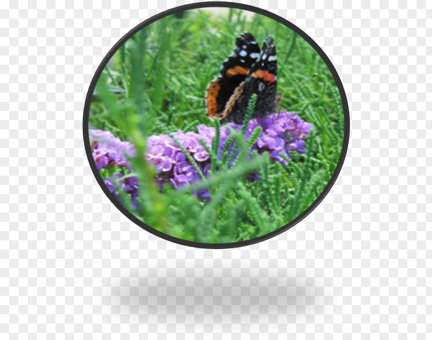 Insect Purple Herb Flower Membrane PNG