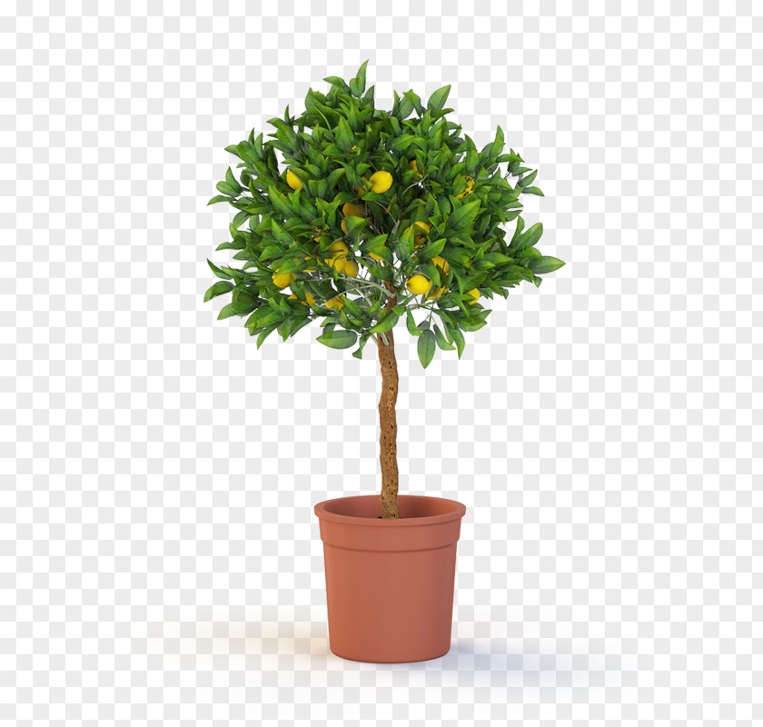 Lemon Tree Topiary Box Weeping Fig Container Garden PNG
