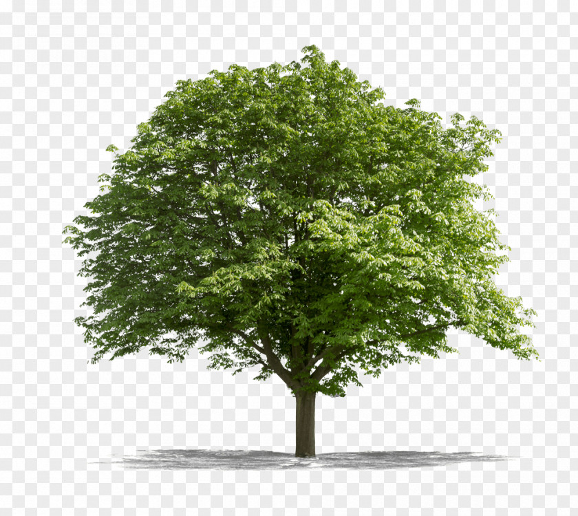 Oak Tree Lindens Stock Photography Desktop Wallpaper PNG