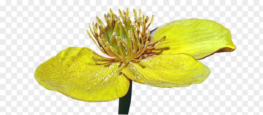 Objets D'hier Et D'aujourd'hui Yellow Plant Stem PNG