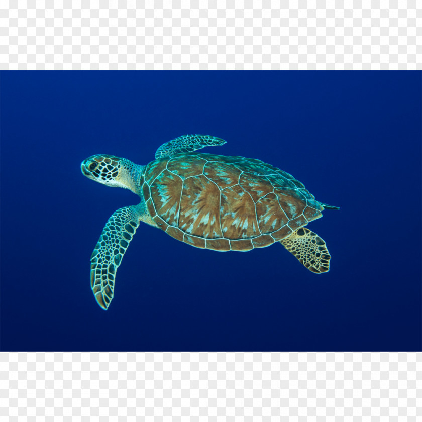 Turtle Loggerhead Sea Leatherback Marine Biology Reptile PNG