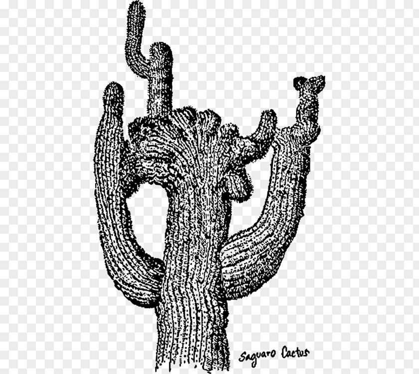 Black And White Aesthetic Cactus Saguaro National Park Drawing Vector Graphics PNG