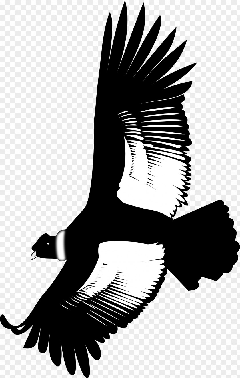 Eagle Andean Condor California Clip Art PNG