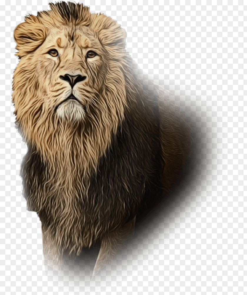 Lion Whiskers Cat Terrestrial Animal Snout PNG