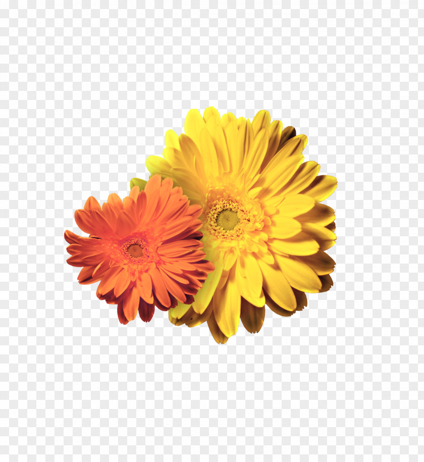Pretty Beautiful Chrysanthemum Transvaal Daisy Petal Cut Flowers PNG